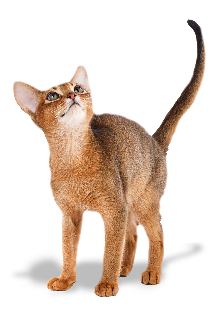 Abyssyn Cat Picture