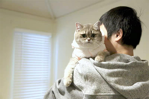 British Shorthair