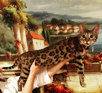 Cattery: Bengalsembrace