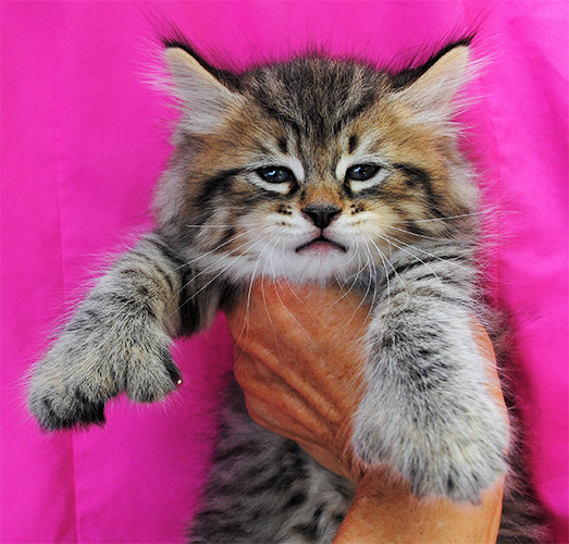 Cattery Livinglegend