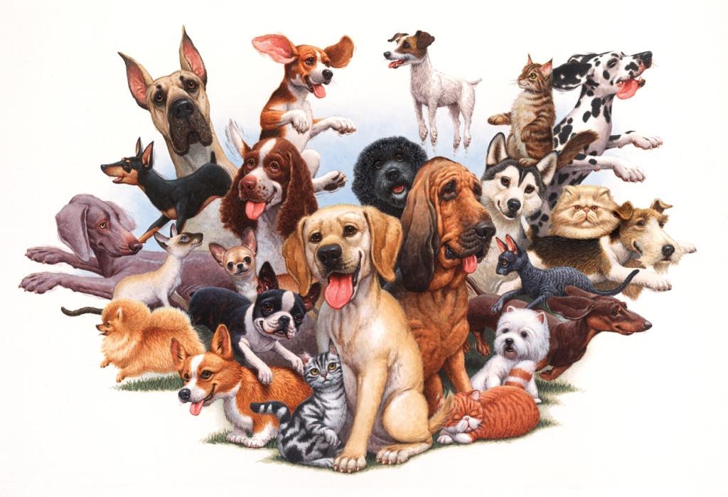 Welcome To Tica The International Cat Association Tica