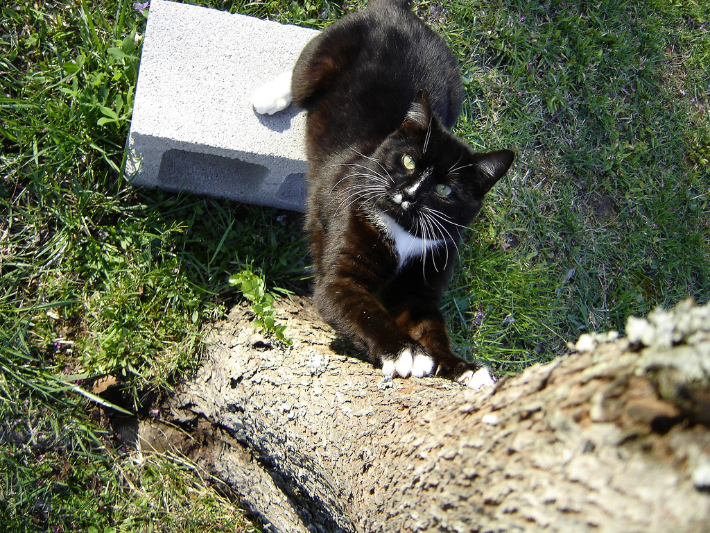 cat scratching by Trekkyandy