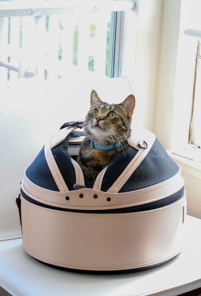 Sleepypod Gift Guide