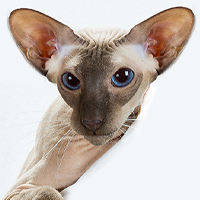 Alter 1 Cocoanut Rizzi TN