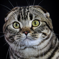 Cat 1 Jack Meserve TN