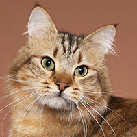 HHP 1 Rambo Mahan TN