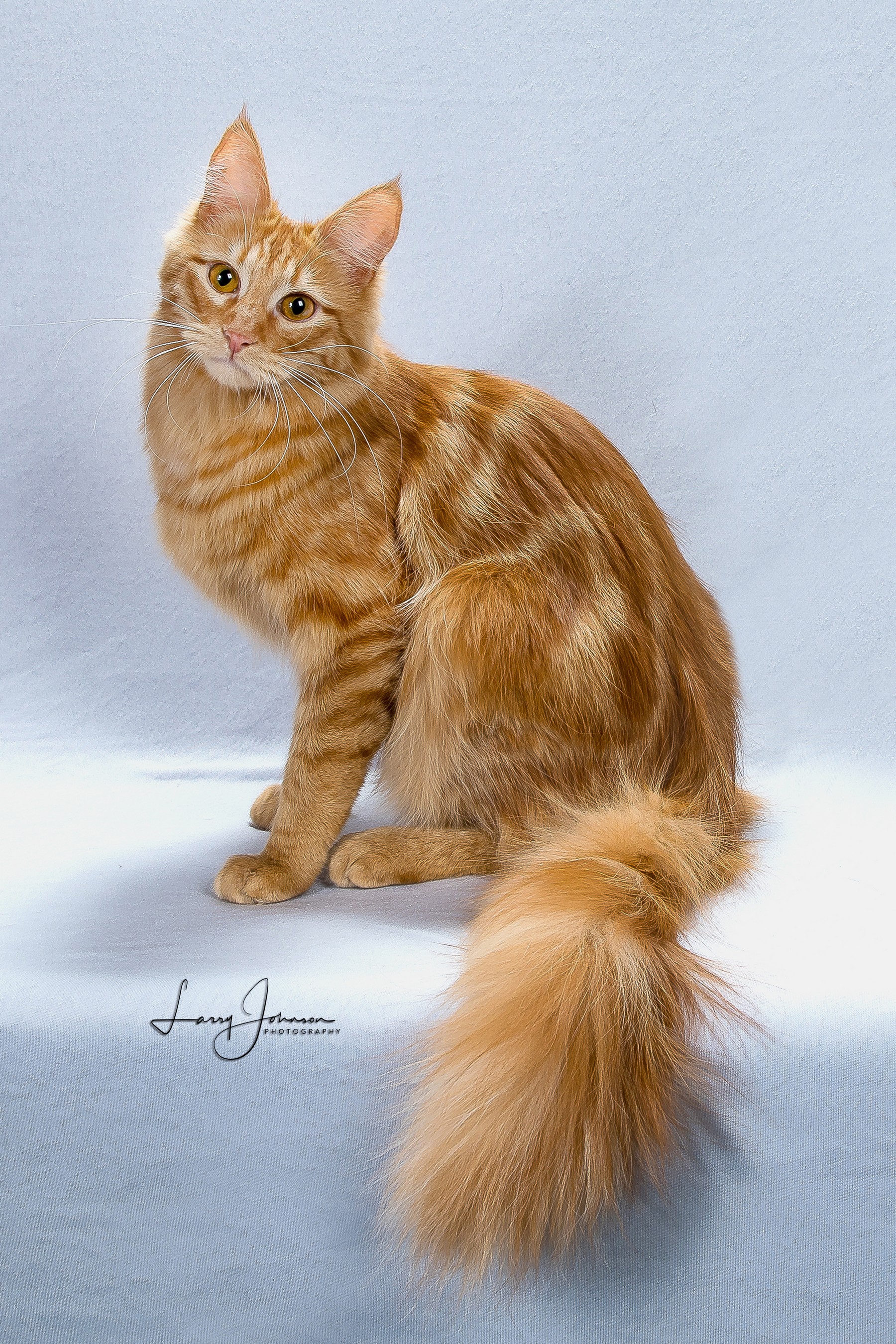 Turkish Angora Breed