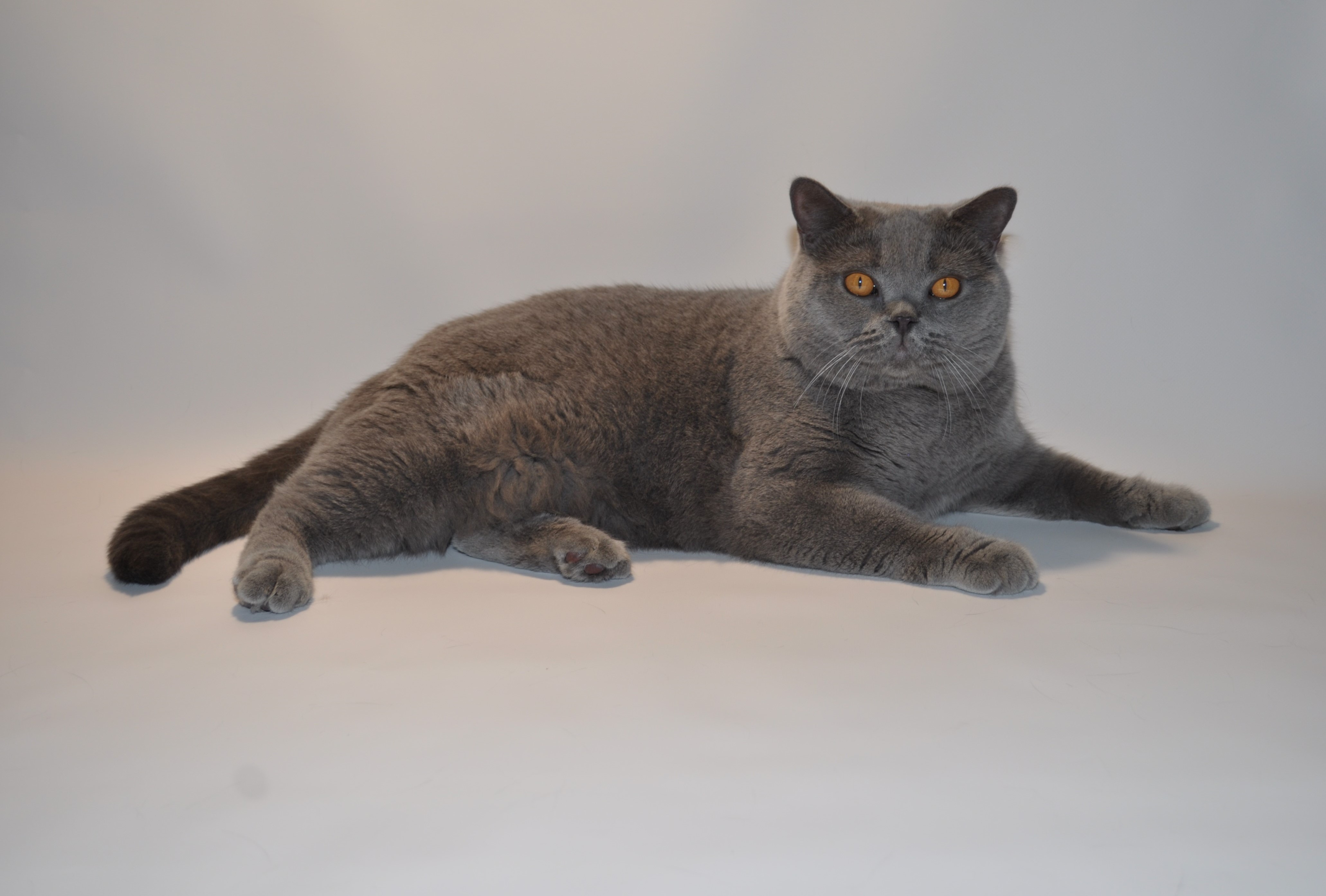 Russian Blue Kittens Breeders Near Me 14+ Thousand Russian Blue