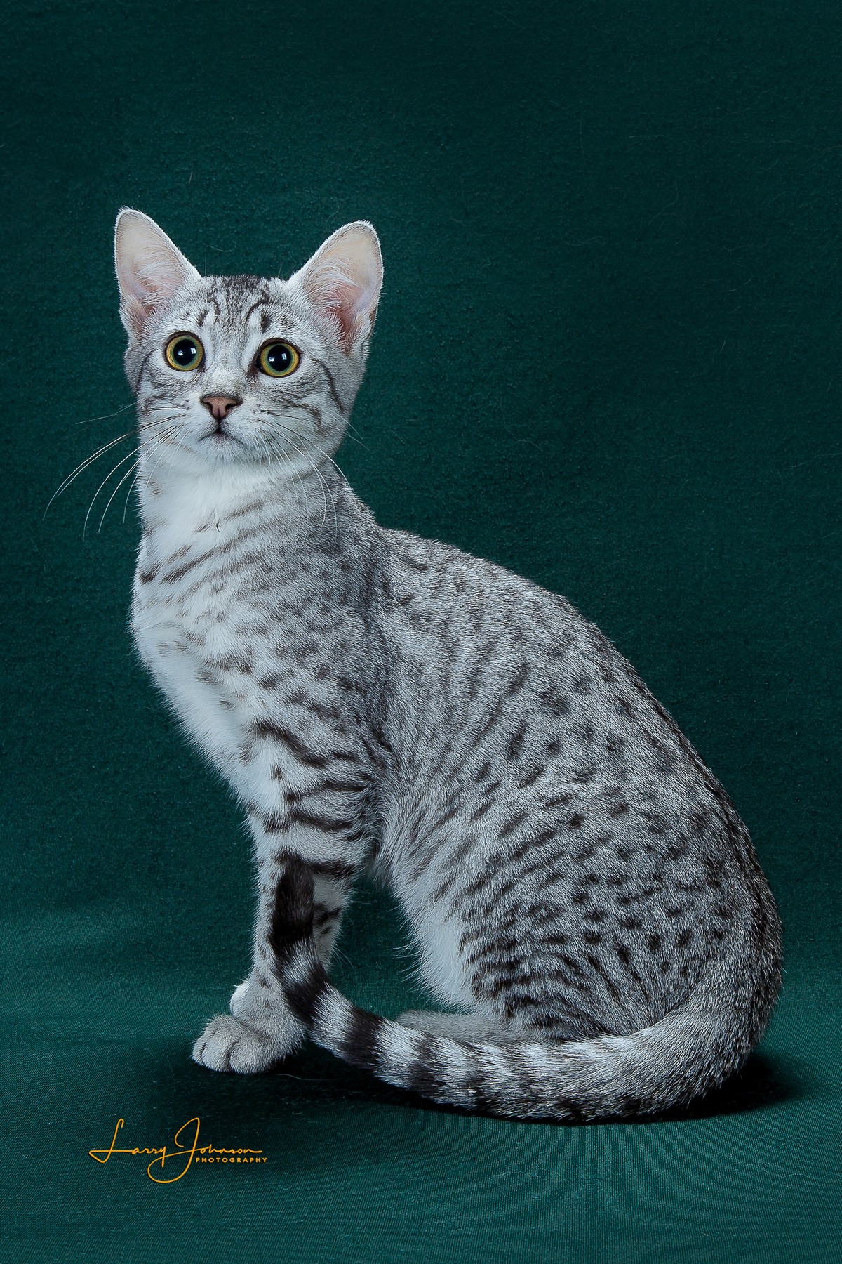 Silver Egyptian Egyptian Mau Similar Breeds Names Egyptian Cat