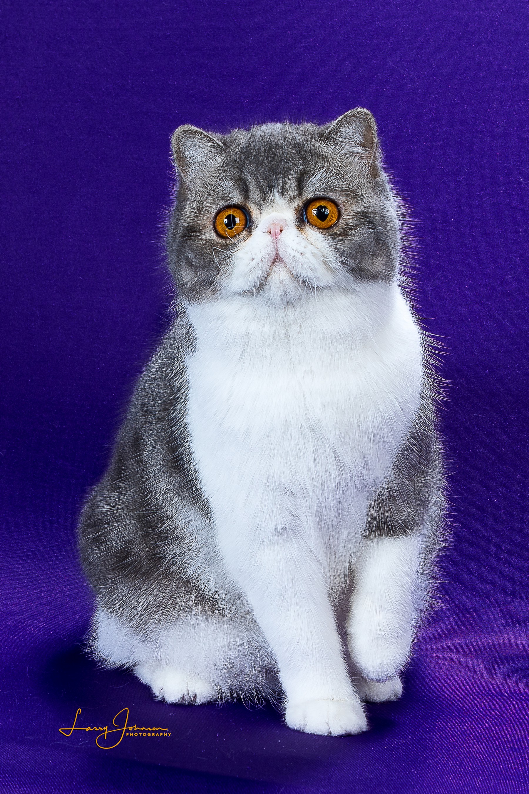 White British Silver Shaded British Shorthair Kittens For Sale