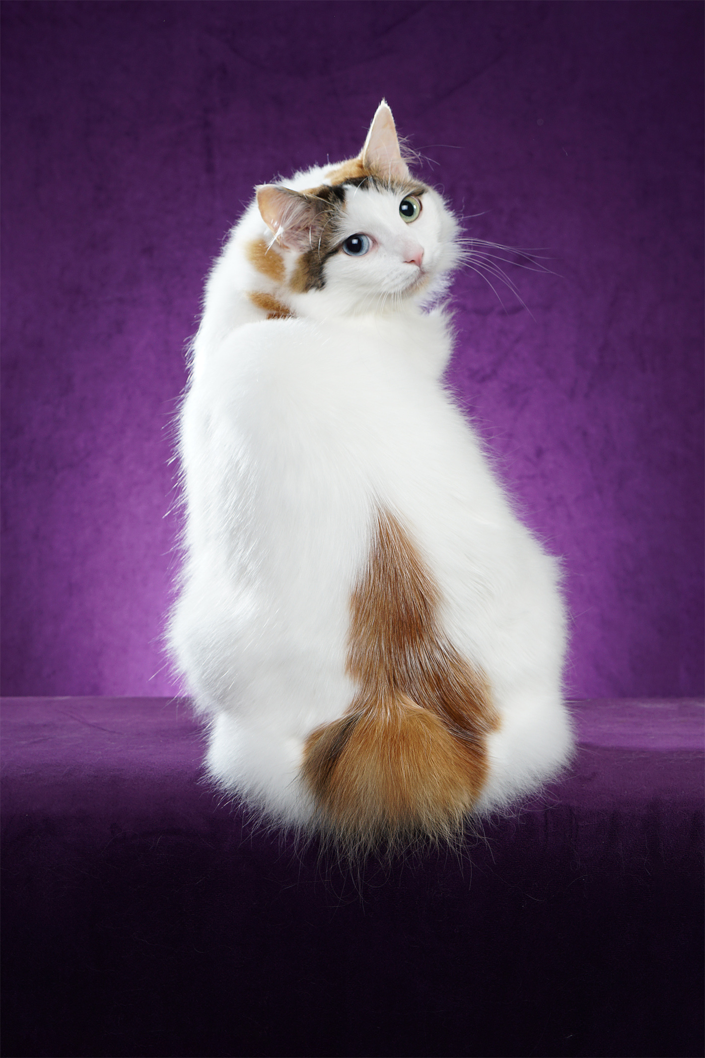 Japanese Cat Breeds Japanese Cat Breeds List Cat Breeds All The