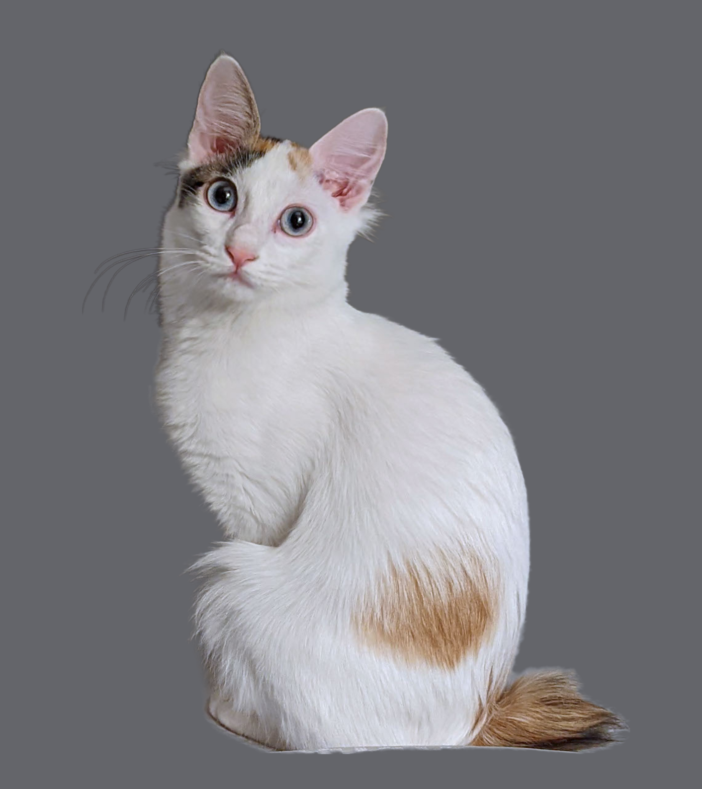 Tabby Cat The Japanese Bobtail Japanese Bobtail Black And White