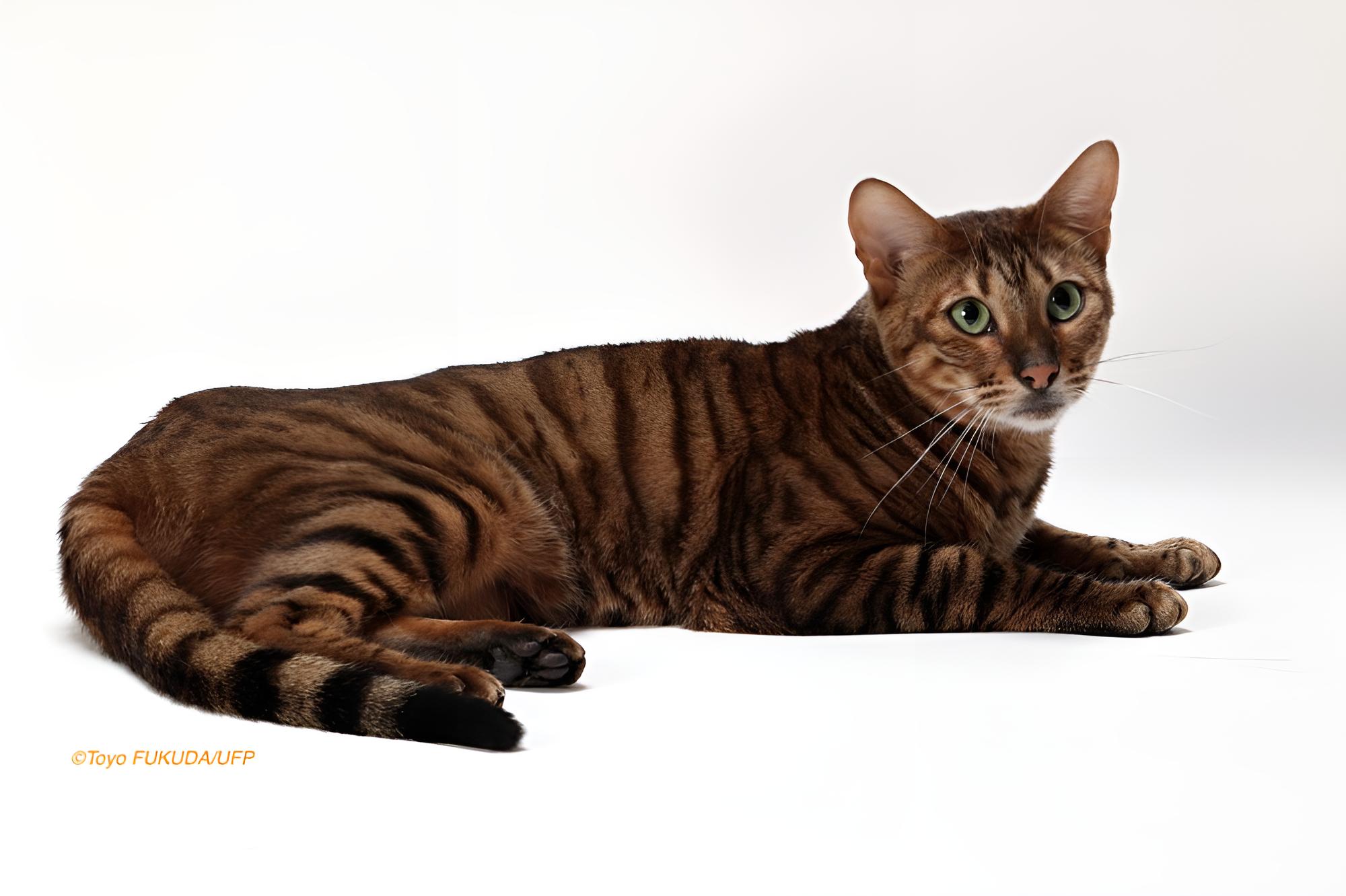 Breed Toyger Cats For Sale Near Me White Toyger Cat Price Toyger