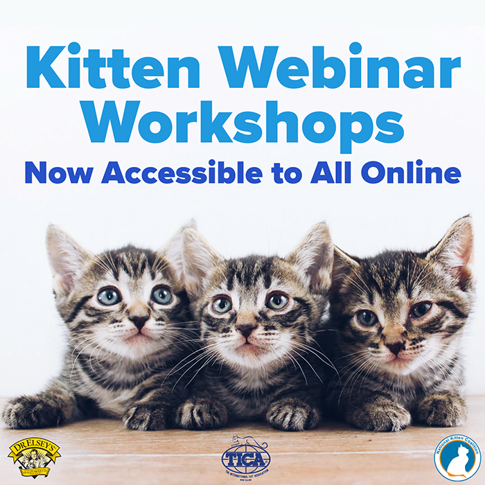 kitten webinar general