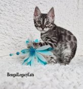 Bengal Cats & Kittens (BENGALLEGACY) Bengal Cats & Kittens (BENGALLEGACY)