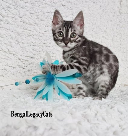 Bengal Cats & Kittens (BENGALLEGACY)