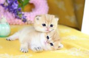 Gold British kittens for sale in New York (DREAMBOAT) Gold British kittens for sale in New York (DREAMBOAT)
