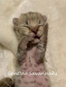 F1 Savannah Kittens (GENONE) F1 Savannah Kittens (GENONE)