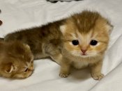 Scottish Fold Kittens for sale (BEYONDCUTENESS) Scottish Fold Kittens for sale (BEYONDCUTENESS)