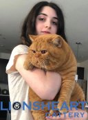 We have Available Kittens (LIONSHEART) We have Available Kittens (LIONSHEART)