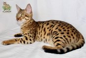 F3 Savannah Kittens Available Now (LOVELEESAVANNAH) F3 Savannah Kittens Available Now (LOVELEESAVANNAH)
