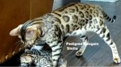 Bengal Kittens For Sale (PEDIGREEBENGALS) Bengal Kittens For Sale (PEDIGREEBENGALS)
