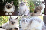 Ragdoll Kittens Avaialble Now (DIVINERAGDOLLS) Ragdoll Kittens Avaialble Now (DIVINERAGDOLLS)
