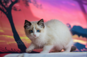 Ragdoll Kittens Available (RAGDOLLPRINCESS) Ragdoll Kittens Available (RAGDOLLPRINCESS)