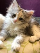Hypoallergenic Siberian Kittens TICA regstered! (NADEIJDA) Hypoallergenic Siberian Kittens TICA regstered! (NADEIJDA)