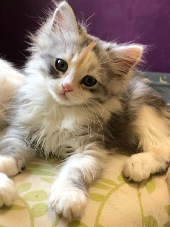 Hypoallergenic Siberian Kittens TICA regstered! (NADEIJDA)