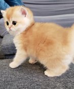 British Short & Long Hair Goldens & Silvers (GIGISILVER) British Short & Long Hair Goldens & Silvers (GIGISILVER)