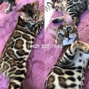 Purebred Hypoallergenic Bengal Kittens (VISTABENGALS) Purebred Hypoallergenic Bengal Kittens (VISTABENGALS)