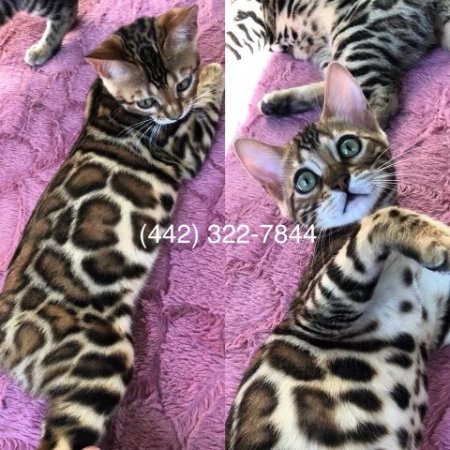 Purebred Hypoallergenic Bengal Kittens (VISTABENGALS)