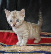BEAUTIFUL BENGAL KTTENS (DJSCATTERY) BEAUTIFUL BENGAL KTTENS (DJSCATTERY)