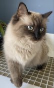 Thomas Treasured Ragdolls (THOMASTREASUREDRAGS) Thomas Treasured Ragdolls (THOMASTREASUREDRAGS)