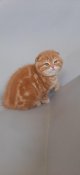 Scottish Fold Kittens (SCOTTISHFOLD22) Scottish Fold Kittens (SCOTTISHFOLD22)