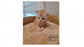 Maine Coon Polydactyl and Maine Coon Standard (MYZZTICOONS) Maine Coon Polydactyl and Maine Coon Standard (MYZZTICOONS)