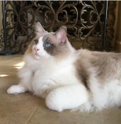 Blue-Eyed Gorgeousness! Healthy, Happy, Traditional and Rare Ragdoll Babies Available (RAGDOLLKITTY) Blue-Eyed Gorgeousness! Healthy, Happy, Traditional and Rare Ragdoll Babies Available (RAGDOLLKITTY)