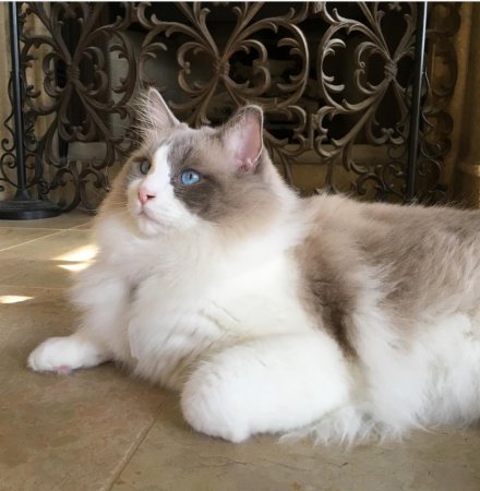 Blue-Eyed Gorgeousness! Healthy, Happy, Traditional and Rare Ragdoll Babies Available (RAGDOLLKITTY)