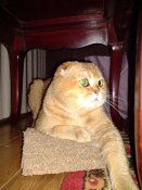 Scottish Fold Boy and Scottish Straight Girl (DF20) Scottish Fold Boy and Scottish Straight Girl (DF20)