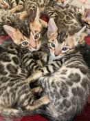 Beautiful Bengals (AMARILLOBENGALS) Beautiful Bengals (AMARILLOBENGALS)