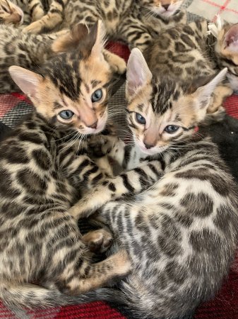 Beautiful Bengals (AMARILLOBENGALS)
