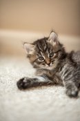Siberian Kittens (BABSHKASKITTENS) Siberian Kittens (BABSHKASKITTENS)