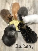 Adorable kittens for the sale! (ELIASCATTERY) Adorable kittens for the sale! (ELIASCATTERY)