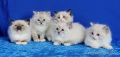 Silky-soft Ragdoll kittens available now (RIVERSIDERAGS) Silky-soft Ragdoll kittens available now (RIVERSIDERAGS)