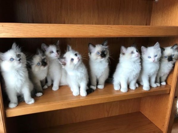 Ragdoll Kittens for Sale (RAGDOLLKIDS)